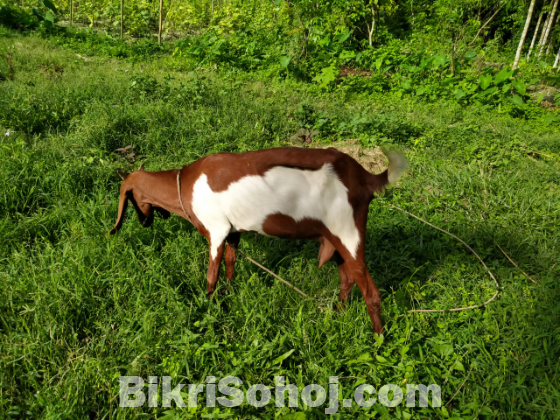 একটি উন্নত জাতের ছাগল বিক্রি করা হবে